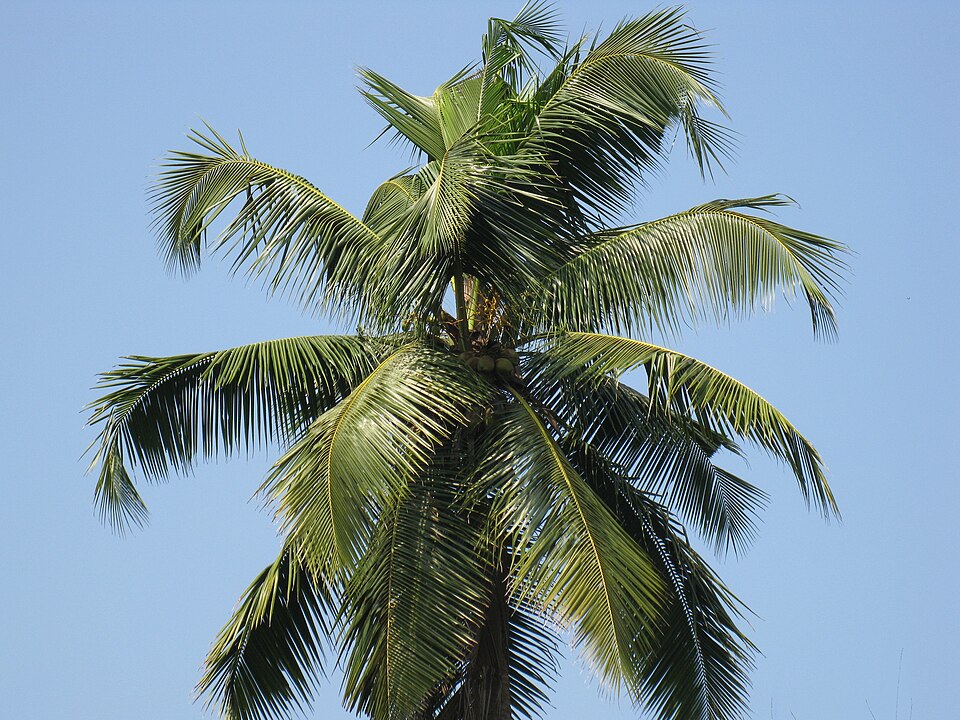Coconut
