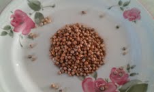 Curry Leaves