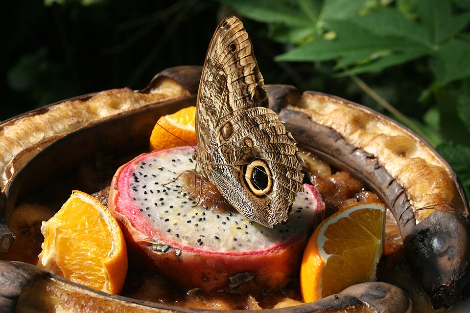 Exotic