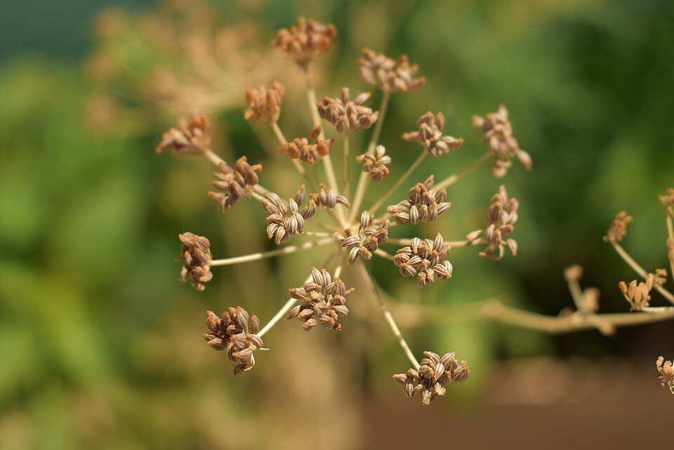 Fresh Coriander
