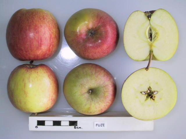 Fuji Apple