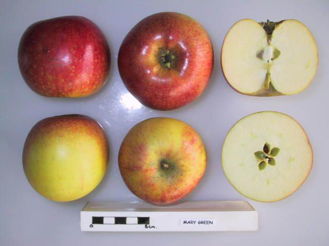 Green Apple