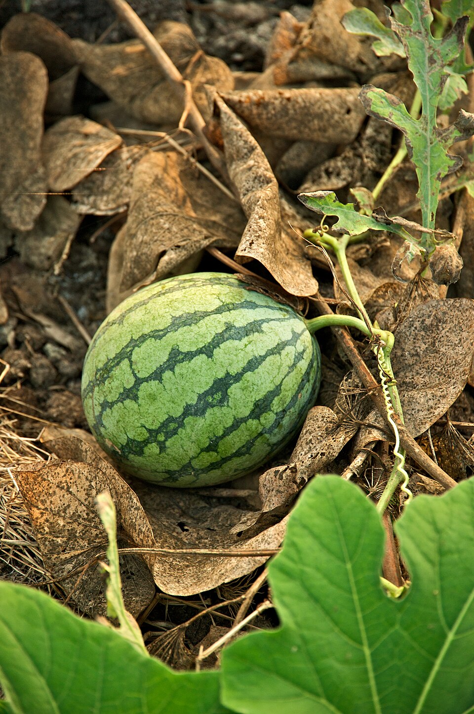 Mini Watermelon