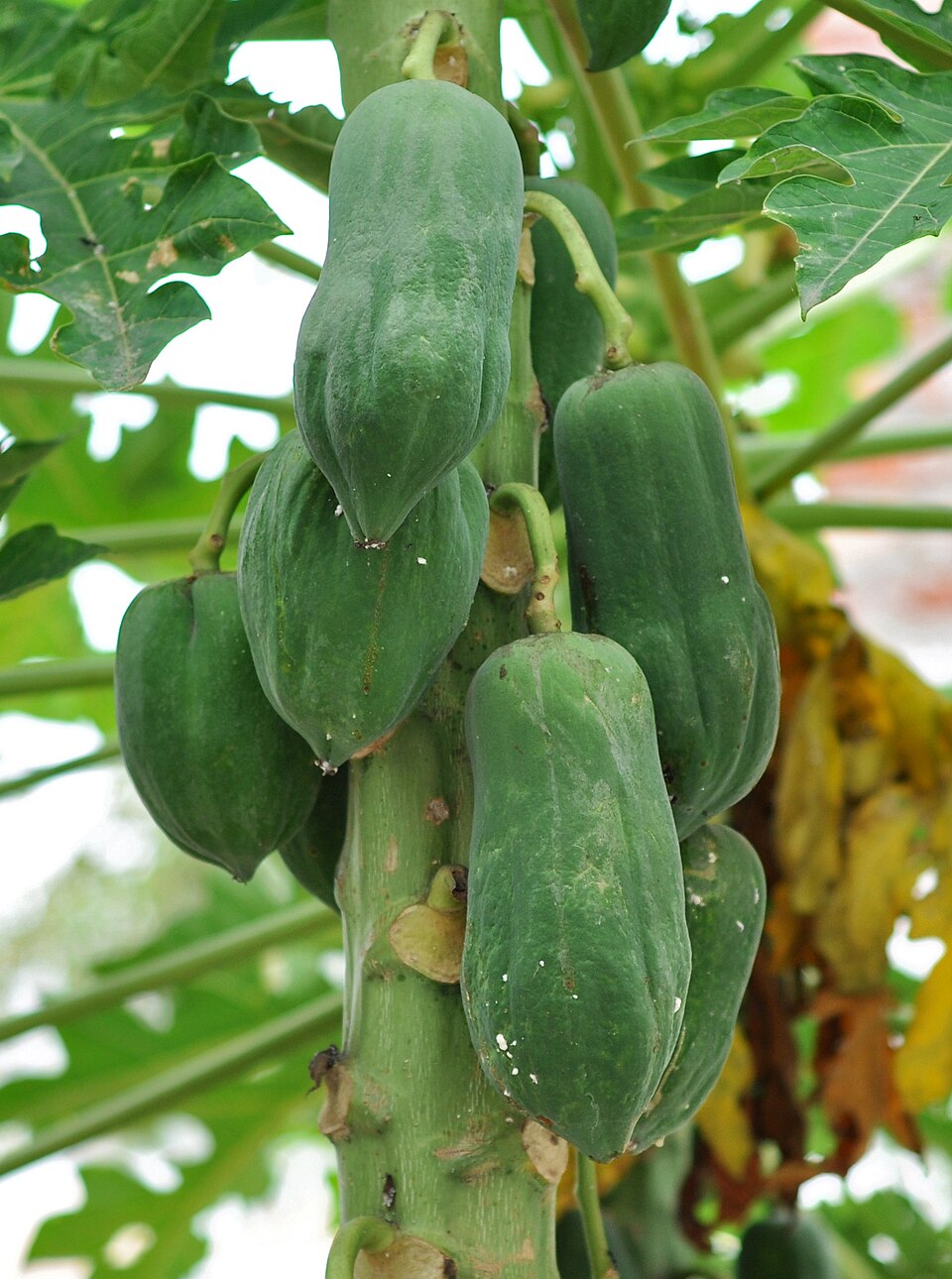 Papaya