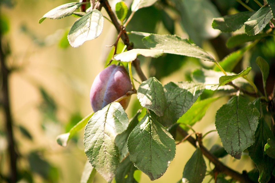 Plum