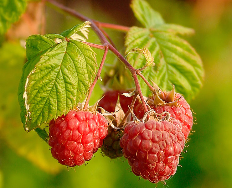 Berries