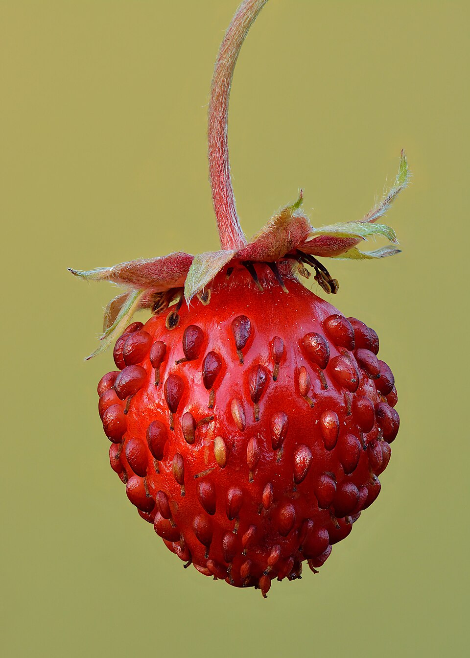 Strawberry Punnet